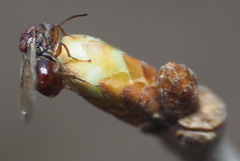 Callirhytis elliptica