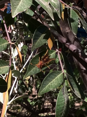 Polistes arizonensis
