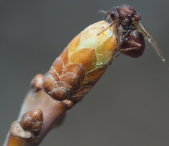Callirhytis elliptica