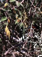 Polistes arizonensis