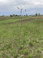 Silphium terebinthinaceum