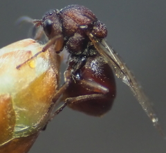 Callirhytis elliptica