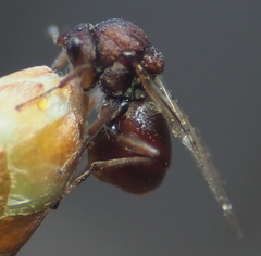 Callirhytis elliptica