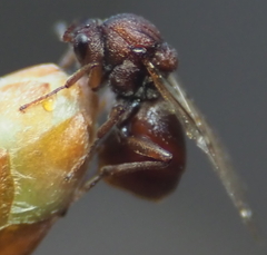 Callirhytis elliptica