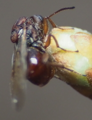 Callirhytis elliptica