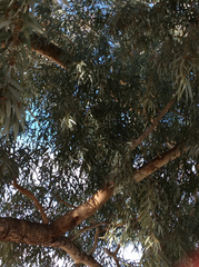 Eucalyptus microtheca