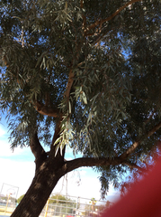 Eucalyptus microtheca