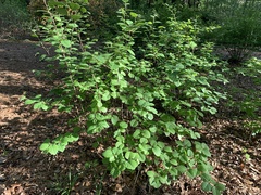 Fothergilla major