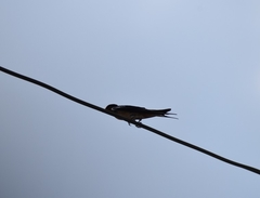 Hirundo rustica