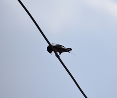 Hirundo rustica