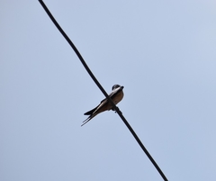 Hirundo rustica
