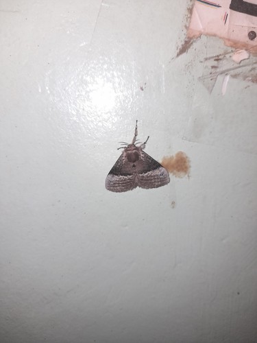 Podalia guaya