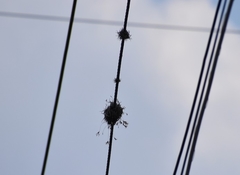 Tillandsia recurvata