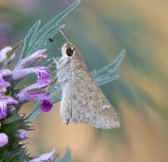 Lerodea eufala eufala