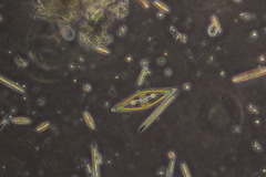 Craticula cuspidata