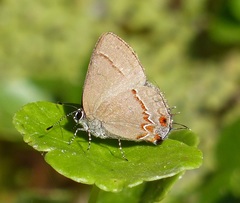 Calycopis caulonia