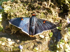 Phocides polybius phanias