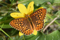 Speyeria callippe elaine