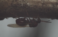 Callirhytis elliptica