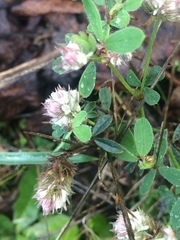 Trifolium eriocephalum