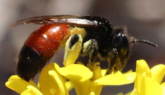 Andrena prima