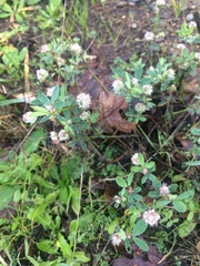 Trifolium eriocephalum