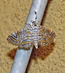 Musotiminae