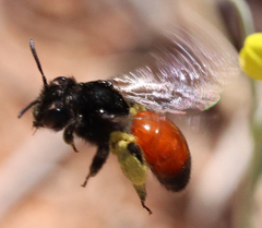 Andrena prima