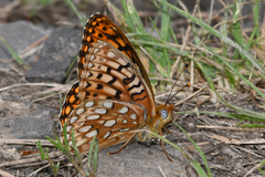 Speyeria callippe elaine