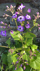 Pericallis × hybrida