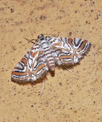 Musotiminae
