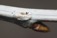 Lecanodiaspis