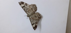 Lepidoptera
