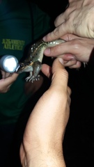 Leptodactylus insularum