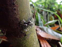 Xylaria bambusicola