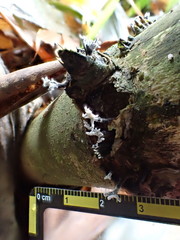 Xylaria bambusicola