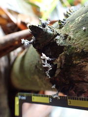 Xylaria bambusicola