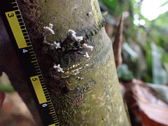 Xylaria bambusicola