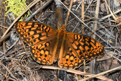 Speyeria callippe elaine