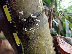 Xylaria bambusicola