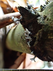 Xylaria bambusicola
