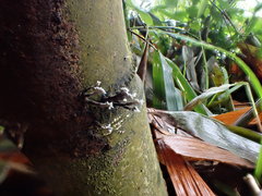Xylaria bambusicola