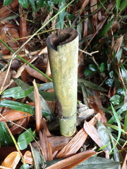 Xylaria bambusicola