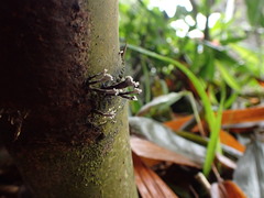 Xylaria bambusicola