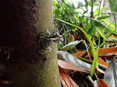 Xylaria bambusicola