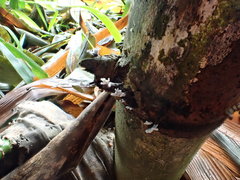 Xylaria bambusicola