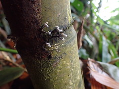 Xylaria bambusicola