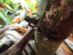 Xylaria bambusicola