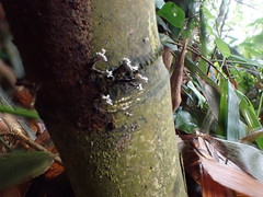 Xylaria bambusicola
