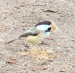Poecile atricapillus